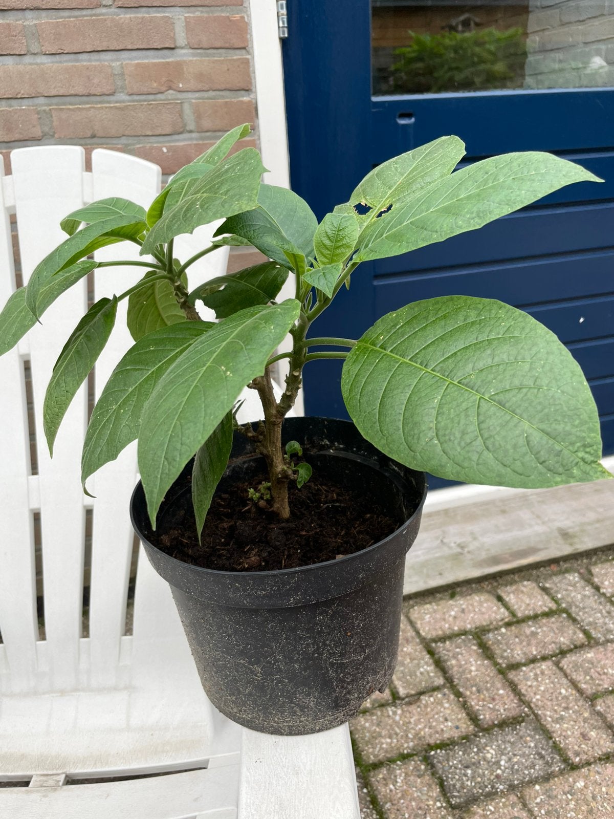 Brugmansia planten, Ophalen of Verzenden, Overige soorten, Volle zon