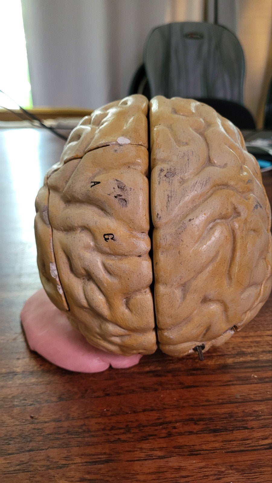 Anatomische Modellen: Oog en Hersenen, Ophalen, Beta, HBO