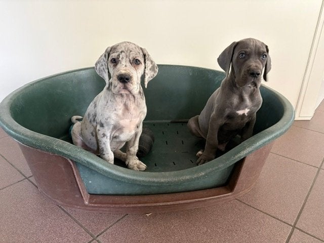 Mooie Duitse dog pups, Parvo, Nederland, Overige rassen, 8 tot 15 weken