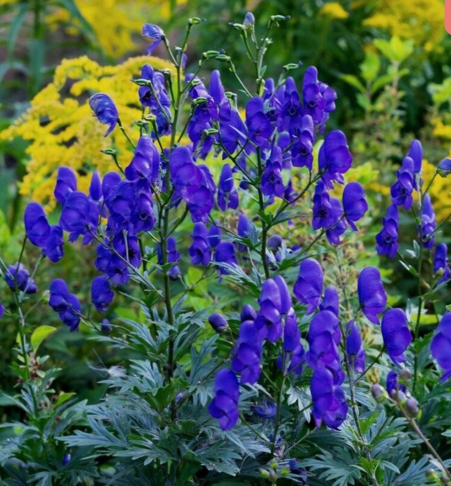 Aconitum carmichaelli. Mooie Monnikskap planten, Ophalen, Overige soorten, Minder dan 100 cm