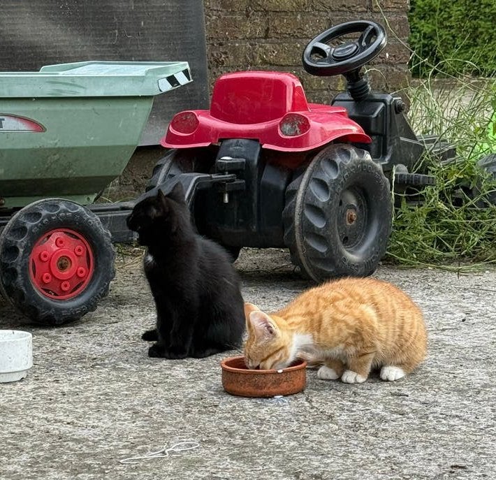 Een katertje en een poesje te koop!, Kater, 0 tot 2 jaar