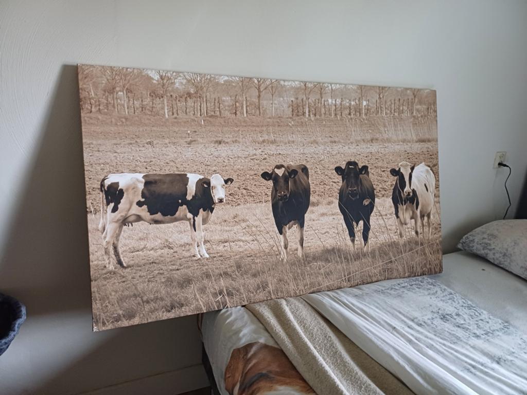 Groot canvas met koeien, Ophalen, 125 cm of meer, Zo goed als nieuw, Schilderij
