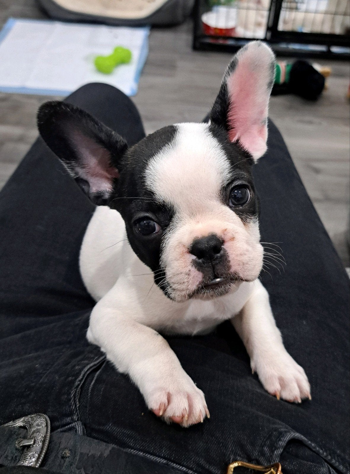 France bulldog teefje, Dieren en Toebehoren, Honden | Bulldogs, Pinschers en Molossers, Teef, Bulldog, Eén hond, Nederland