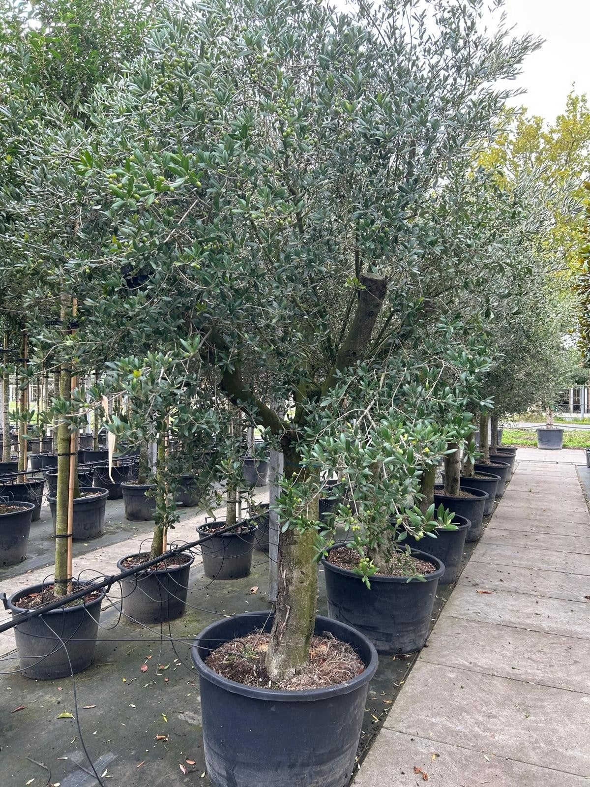Olijfboom Halfstam - Mediterrane Sfeer voor uw Tuin, Ophalen of Verzenden, Lente, Olijfboom, 250 tot 400 cm