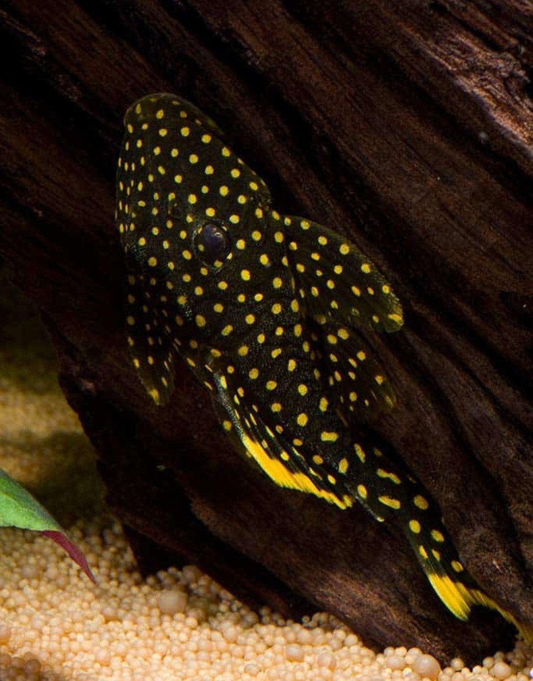KOOPJE:Te koop inhoud gezond aquarium, Dieren en Toebehoren, Vissen | Aquariumvissen, Vis