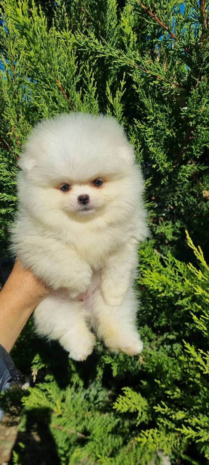 Pomeriaan pups, Dieren en Toebehoren, Particulier, Overige rassen, 8 tot 15 weken, Buitenland
