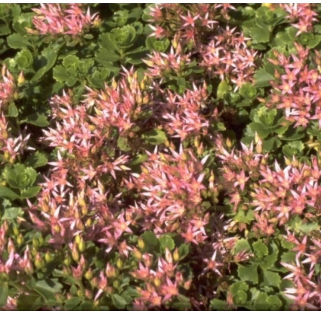 Roze vetkruid, Ophalen, Overige soorten, Volle zon