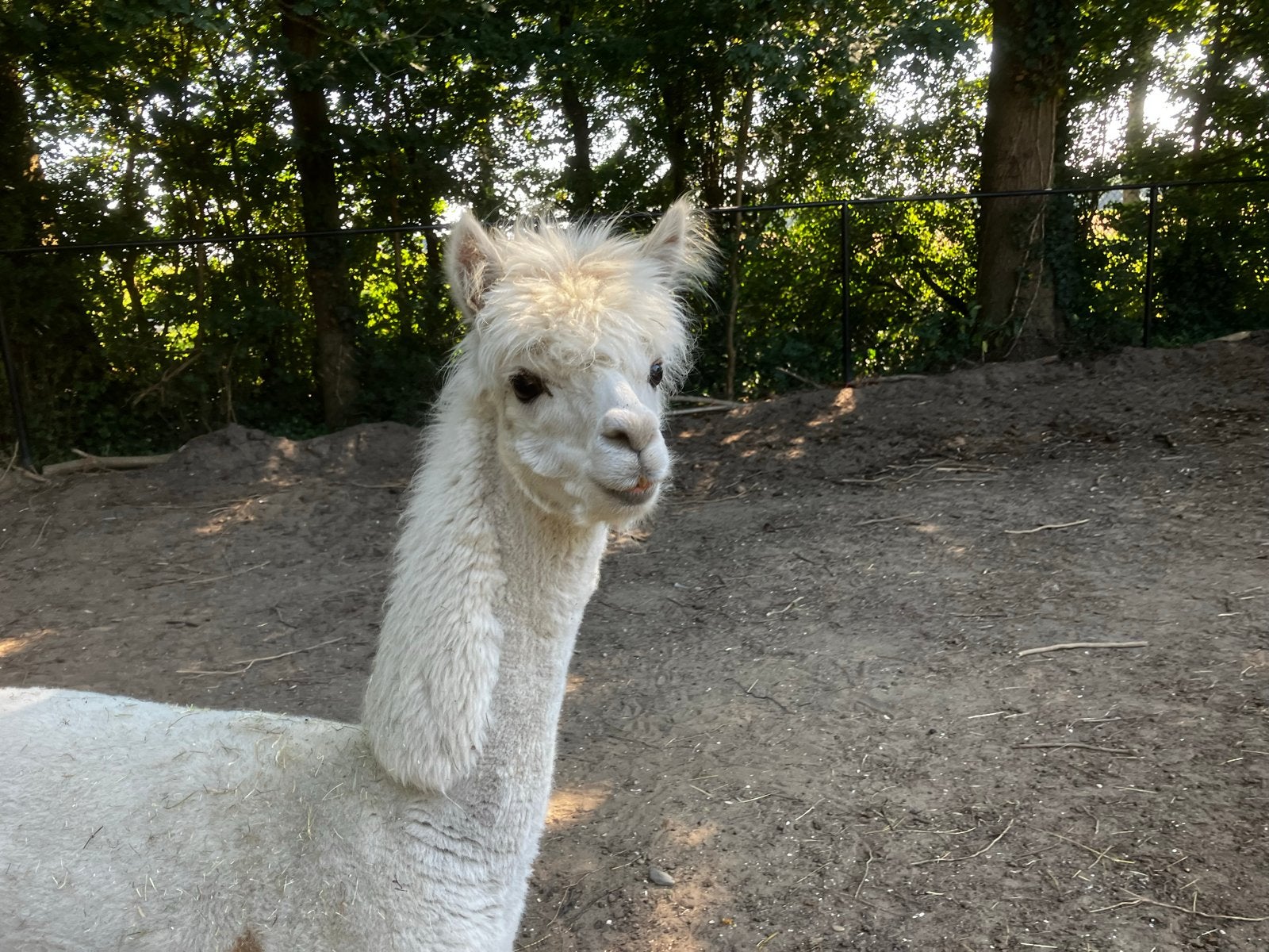 Alpaca Merie, Juni, Vrouwelijk