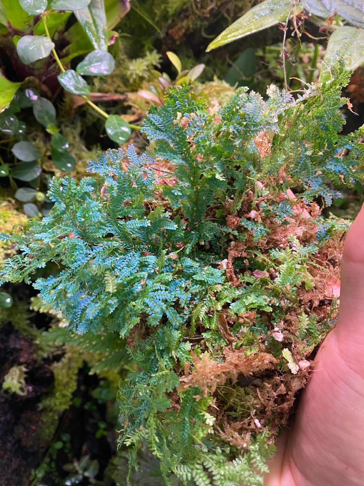 Selaginella uncinata mat - terrarium, Huis en Inrichting, Ophalen of Verzenden, Halfschaduw, Minder dan 100 cm