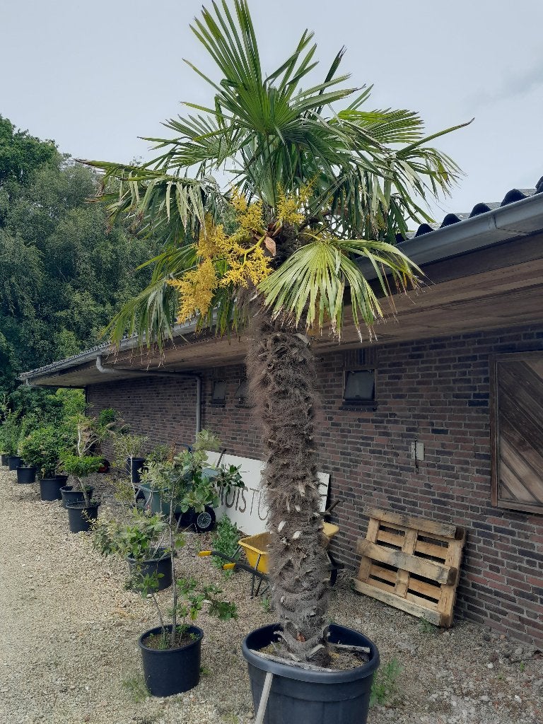 Palmbomen opruiming, Ophalen of Verzenden, 250 tot 400 cm, Zomer, Palmboom