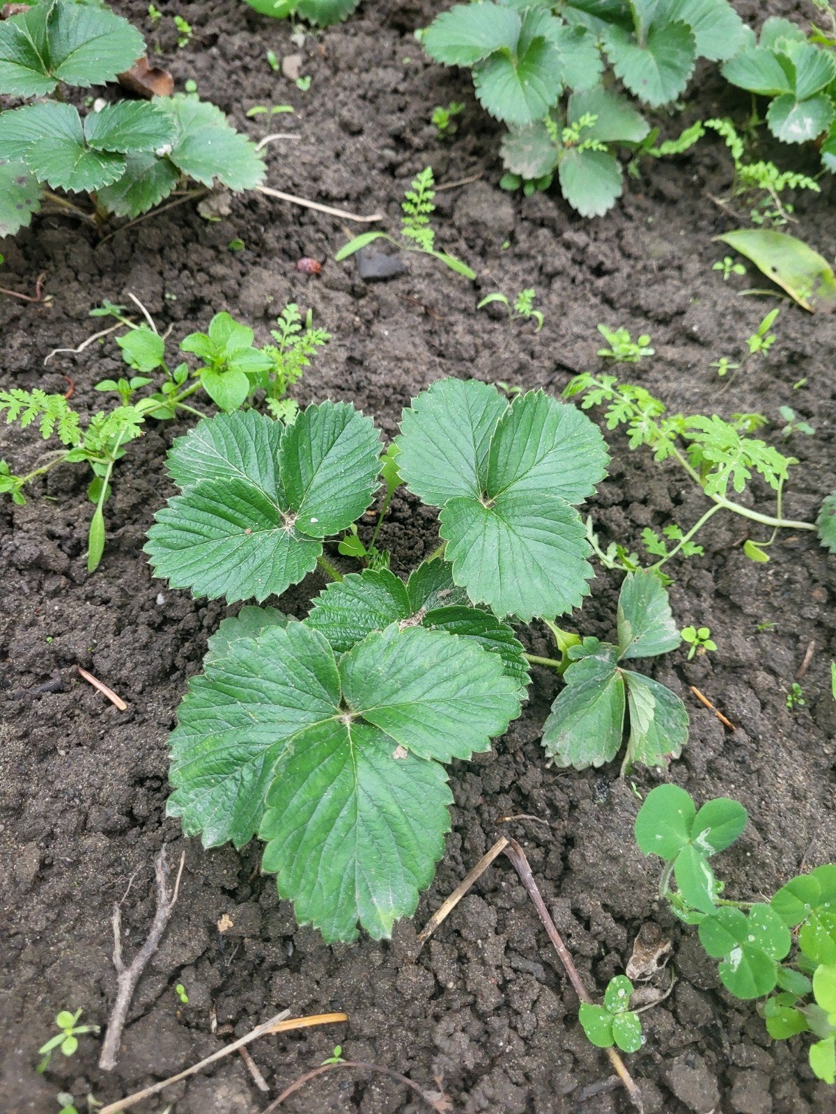 Verse Aardbeienplanten - Eigen Kweek, Ophalen, Volle zon, Vaste plant, Fruitplanten