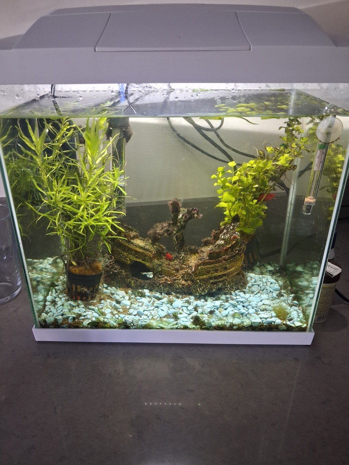 Nieuw aquarium, Ophalen