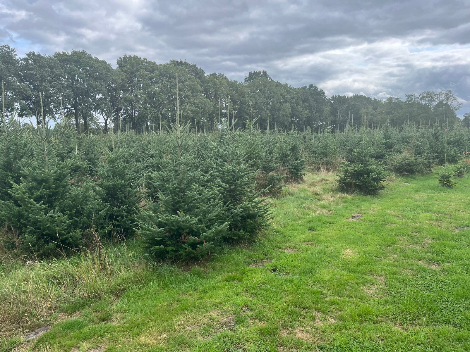 Te koop Kerstbomen Fraseri, Ophalen, Overige soorten