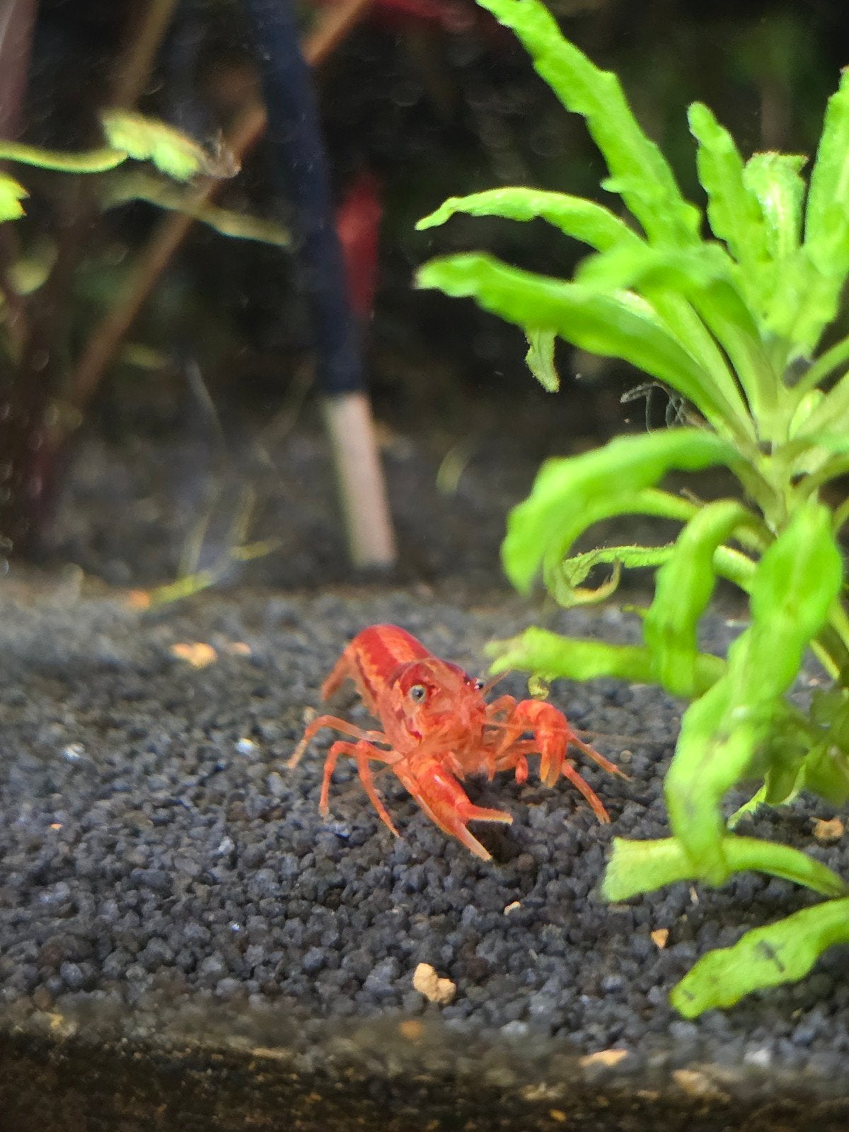 2 Prachtige Oranje CPO Kreeftjes (Cambarellus patzcuarensis), Dieren en Toebehoren, Vis