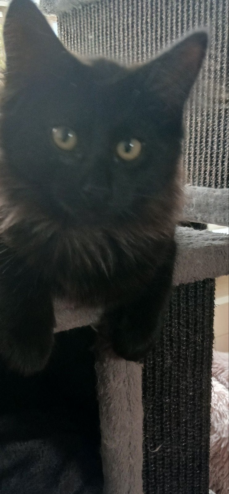 Noorse Boskat kitten met stamboom., Dieren en Toebehoren, Poes, Met stamboom