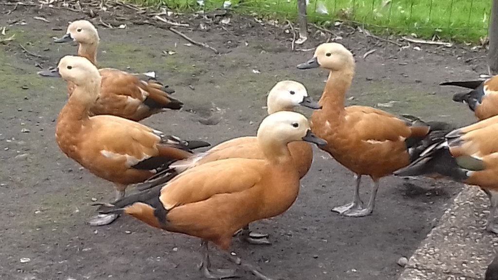 Casarca eenden, Dieren en Toebehoren, Meerdere dieren, Eend