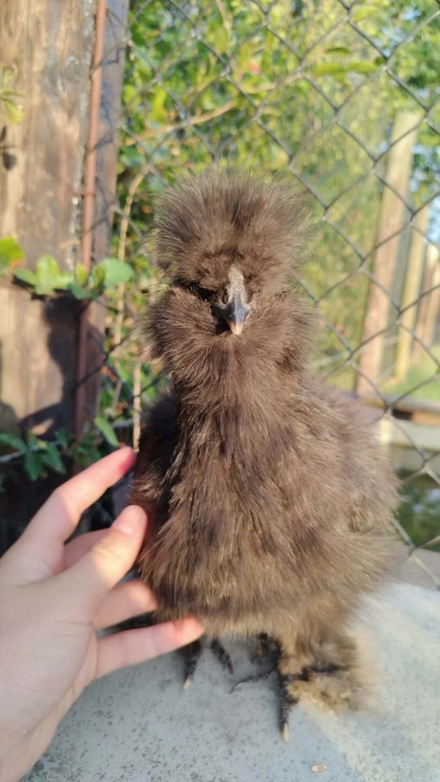 Zijdehoen hen, Dieren en Toebehoren, Pluimvee, Vrouwelijk, Kip