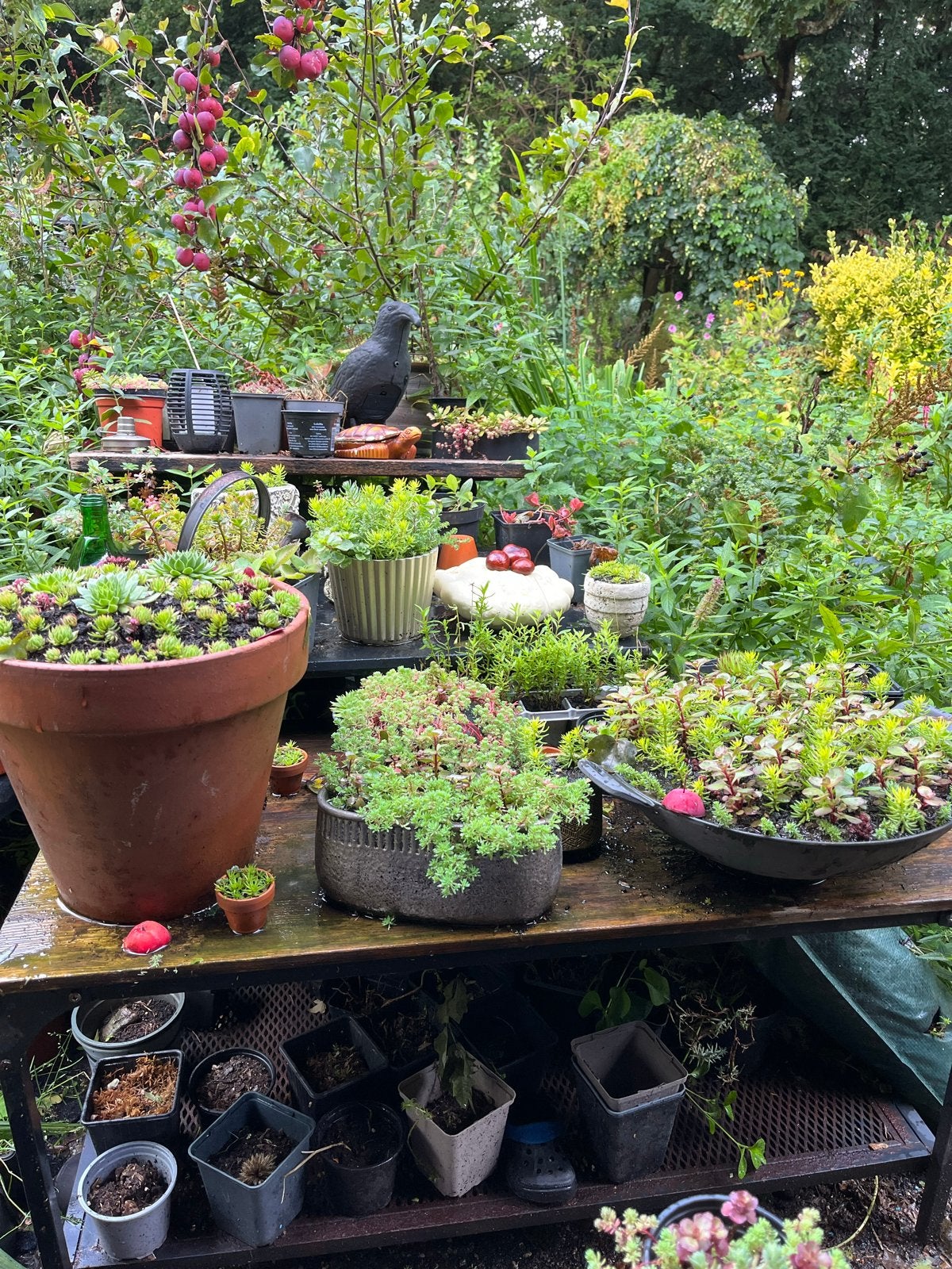 Schalen met jonge, diverse Sedum plantjes, Tuin en Terras, Bodembedekkers, Volle zon, Vaste plant, Ophalen of Verzenden
