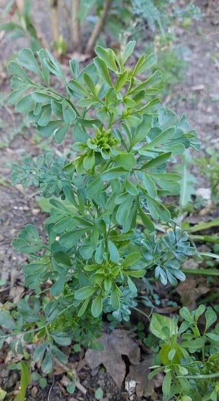 Wijnruit (ruta graveolens), Ophalen, Overige soorten, Minder dan 100 cm