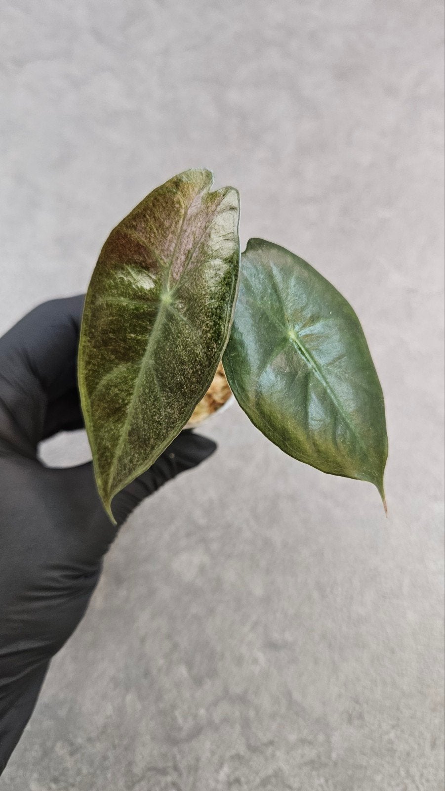 Alocasia Pink Dragon Stardust Variegata, Ophalen of Verzenden, Halfschaduw, Minder dan 100 cm