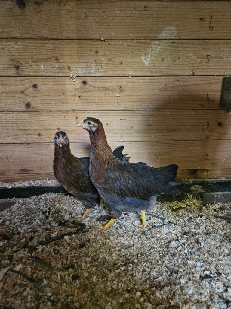 Hennen kuikens Welsumer kippen groot ras, Dieren en Toebehoren, Pluimvee, Vrouwelijk, Kip