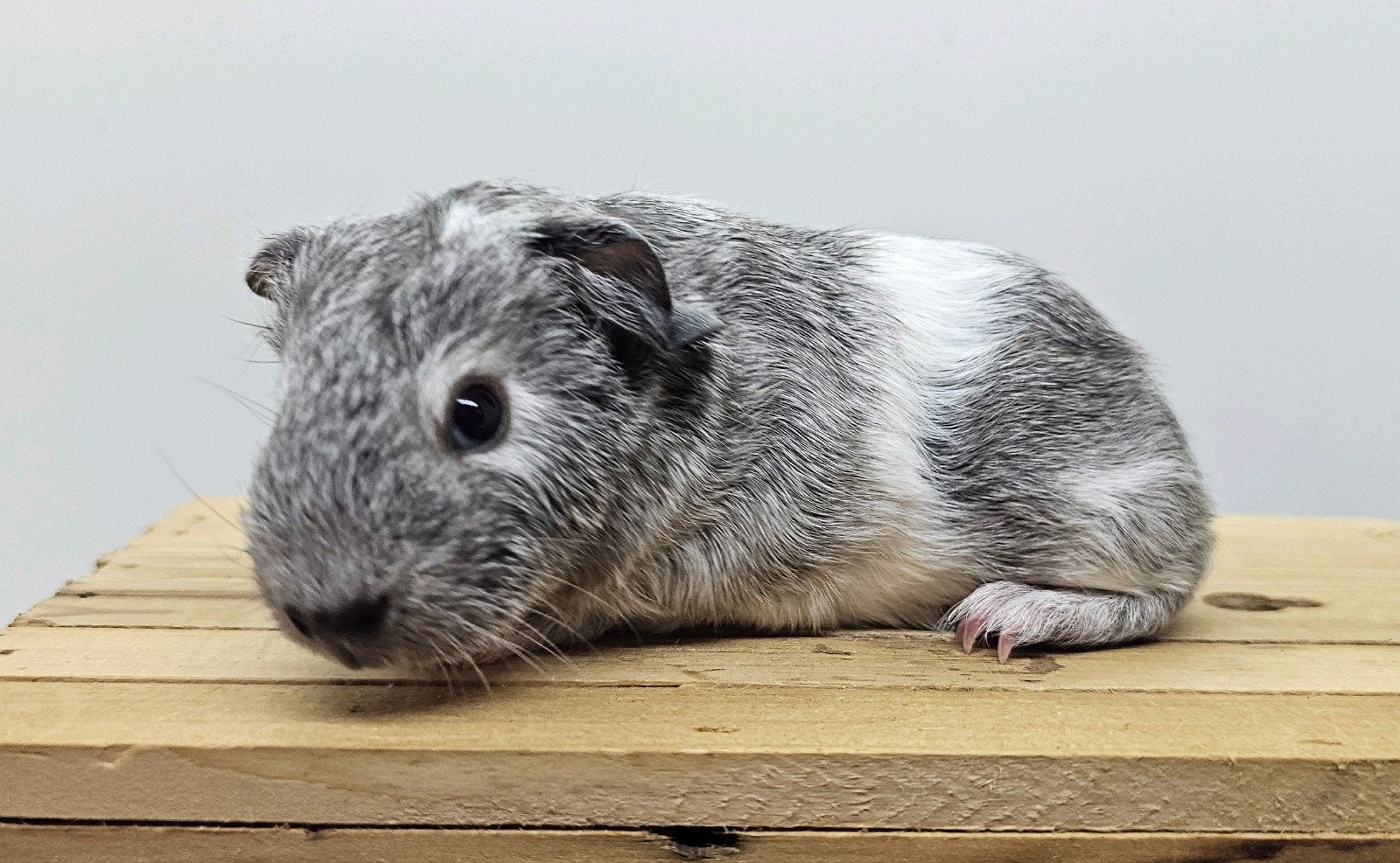 Gladhaar skinnydrager, Dieren en Toebehoren, Cavia, Mannelijk, Mei, Tam