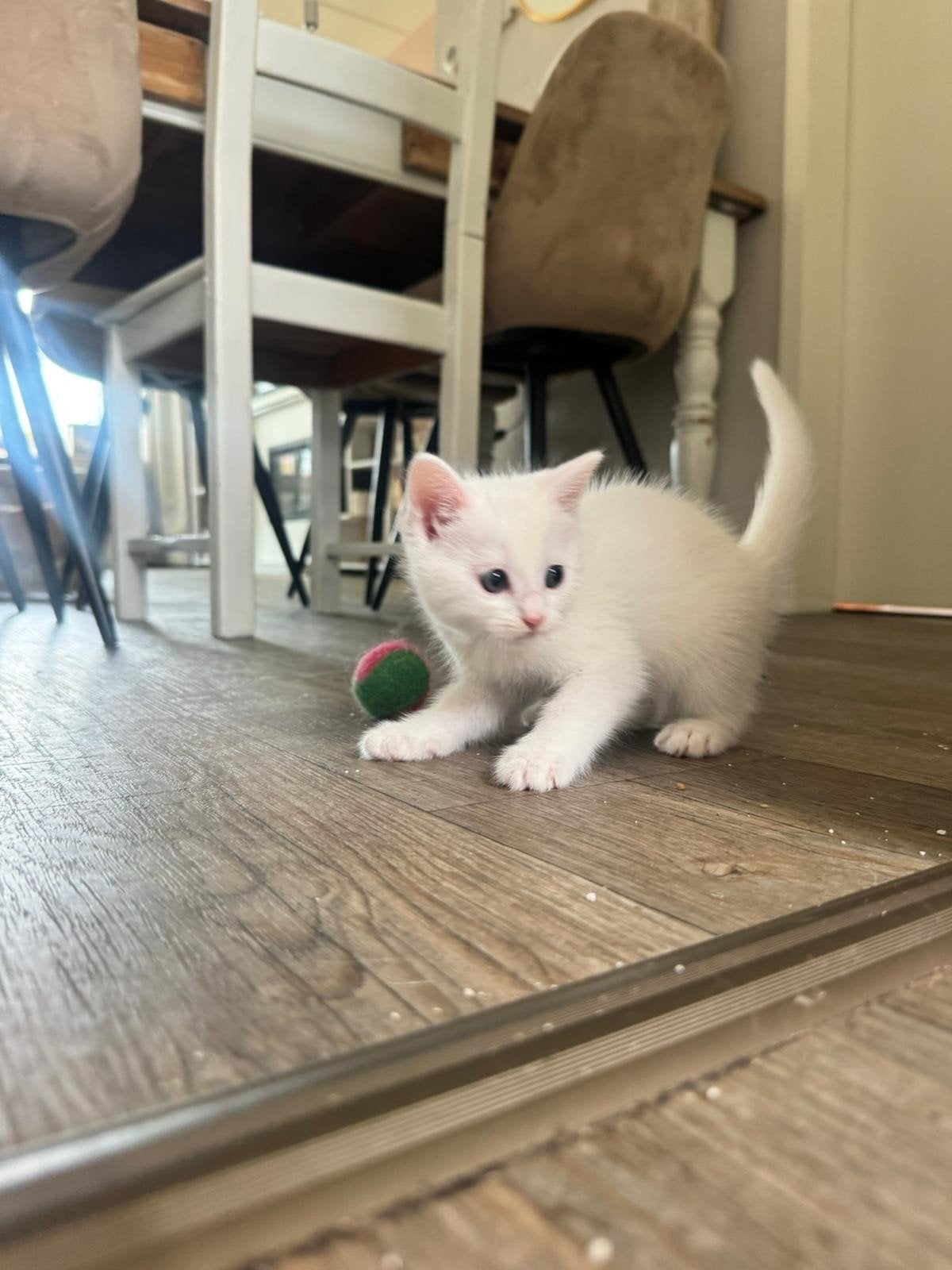 britse korthaar x ragdoll kittens, Dieren en Toebehoren, Katten en Kittens | Raskatten | Korthaar, Meerdere dieren, Ontwormd