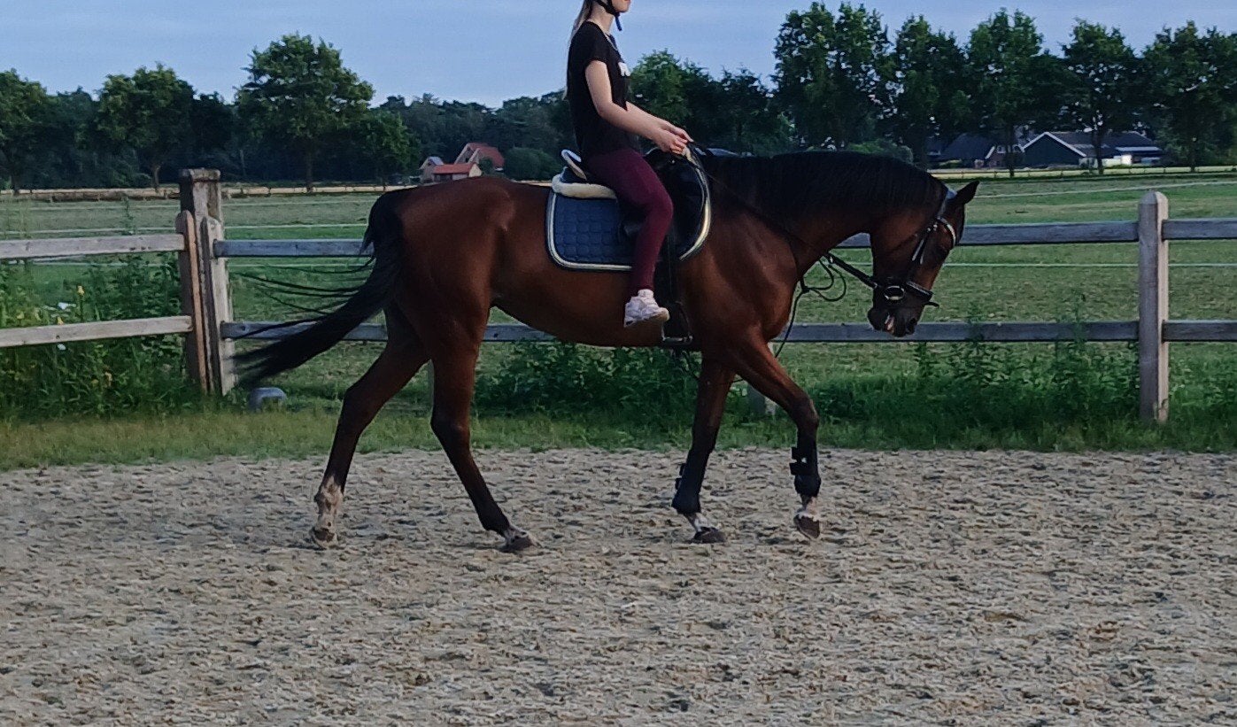 lieve ierse volbloed merrie, Merrie, E pony (1.48m - 1.57m), Met stamboom, 7 tot 10 jaar