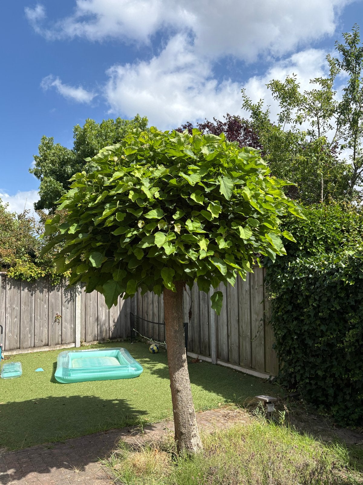 Bolcatalpa - Zelf uitgraven, Tuin en Terras, Planten | Bomen, 250 tot 400 cm, Zomer, Ophalen, Volle zon