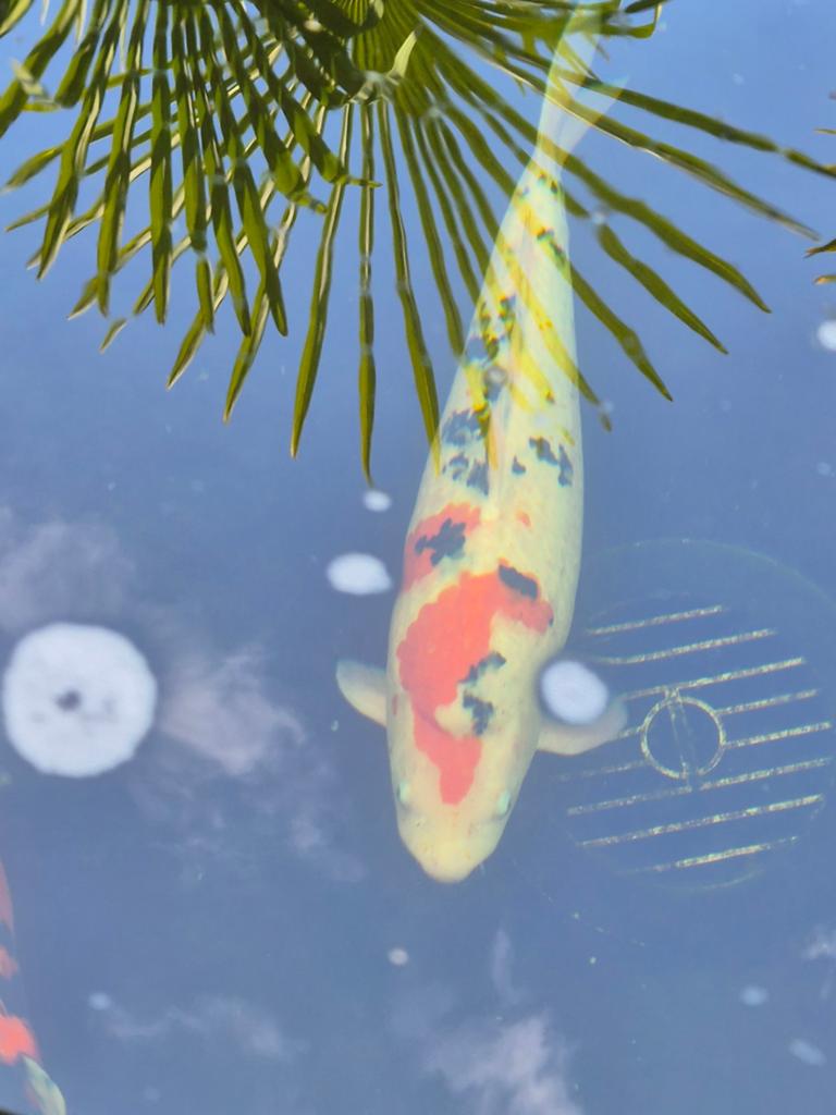 Sanke (koi karper), Dieren en Toebehoren, Karper of Koi