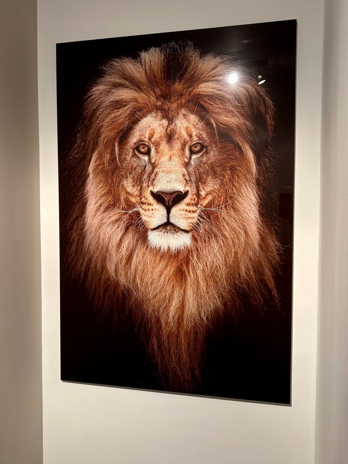 Luxe Glas schilderij leeuw 120x80 cm, Huis en Inrichting, Ophalen, Zo goed als nieuw, Schilderij, 100 tot 125 cm