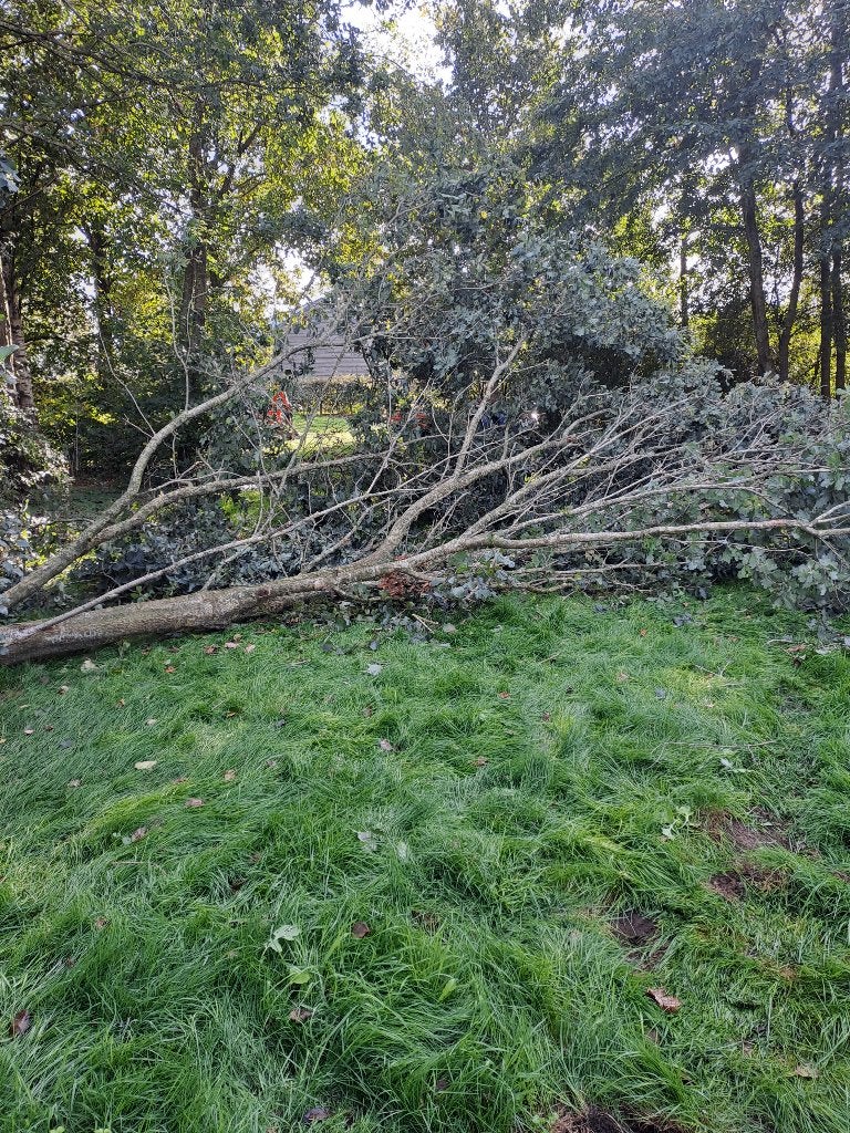 boom voor haardhout, Tuin en Terras, Minder dan 3 m³, Ophalen of Verzenden, Eikenhout, Stammen