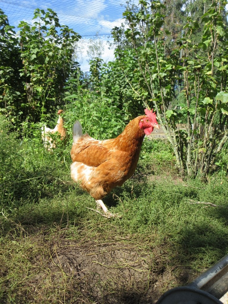 3 jaar oude bruine legkippen, hennen kippen kip, Dieren en Toebehoren, Vrouwelijk, Kip