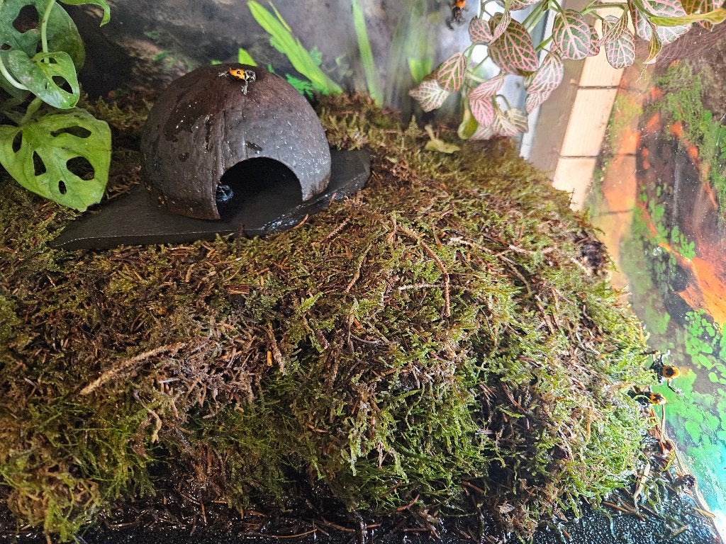 Ranitomeya Fantastica Cainarachii, Dieren en Toebehoren, Reptielen en Amfibieën, 0 tot 2 jaar