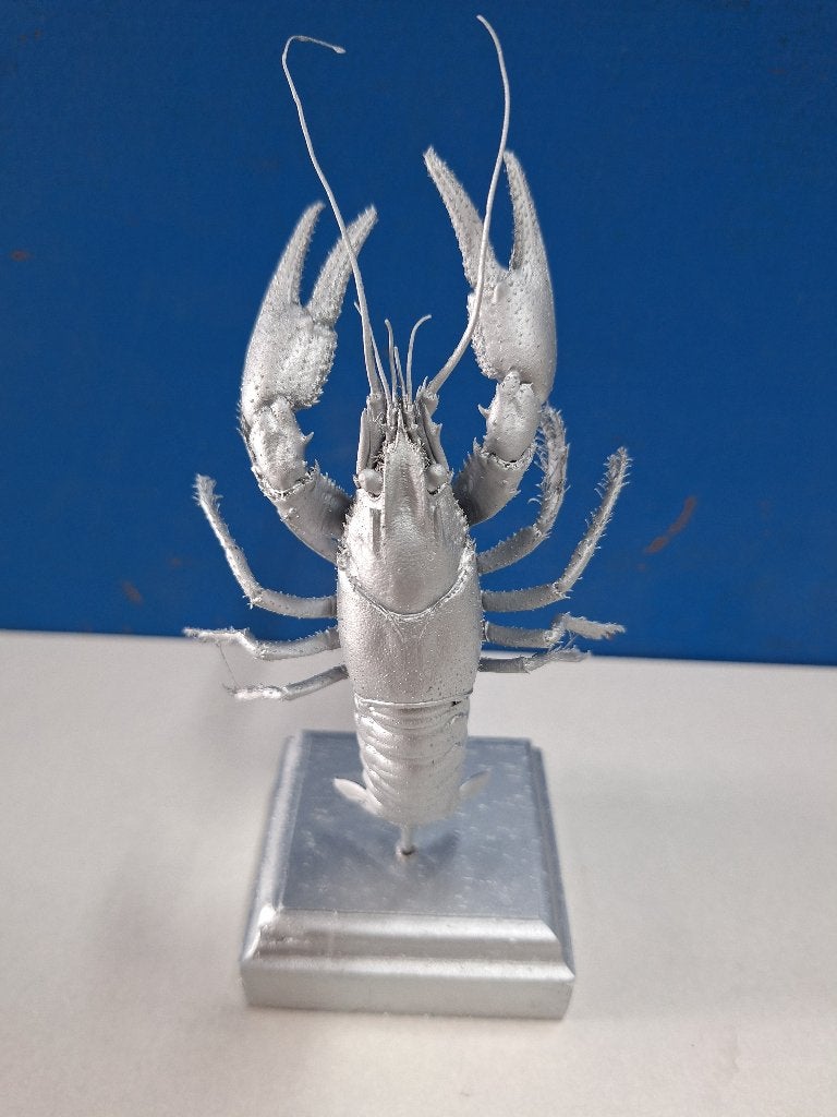 Rivierkreeft (Faxonius limosus) zilver gespoten, Ophalen, Nieuw, Overige soorten, Opgezet dier