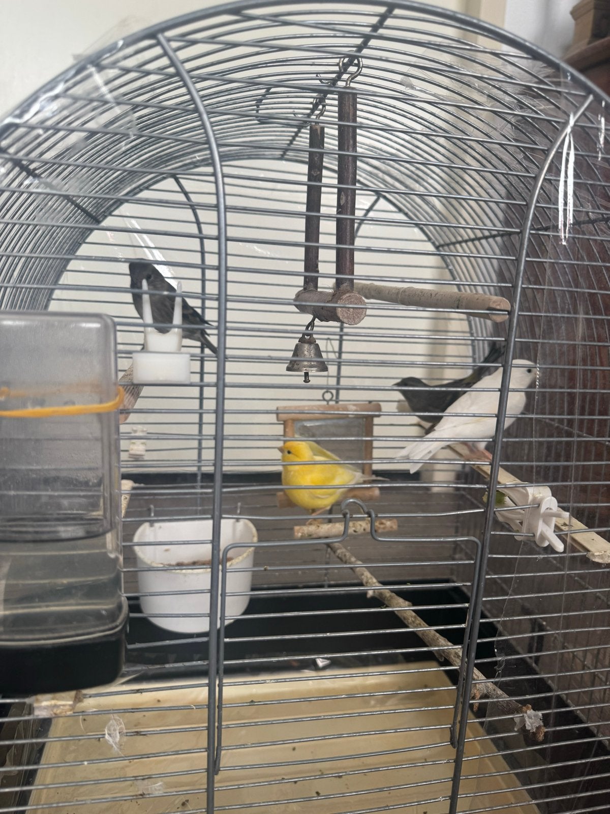 Kanaries te koop – 2 mannetjes en 2 vrouwtjes met koi, Meerdere dieren