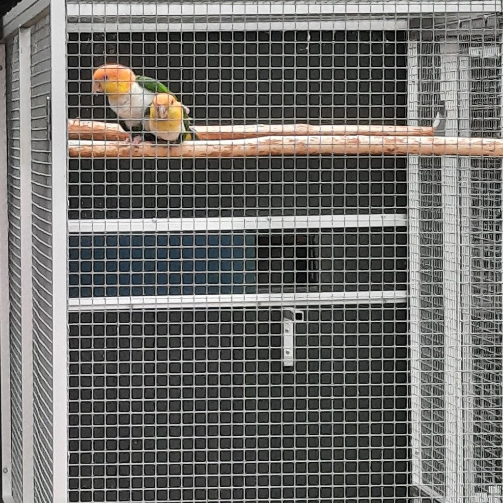Kweekkoppel Groendijcaiques-papegaaien., Dieren en Toebehoren, Meerdere dieren, Papegaai, Geringd