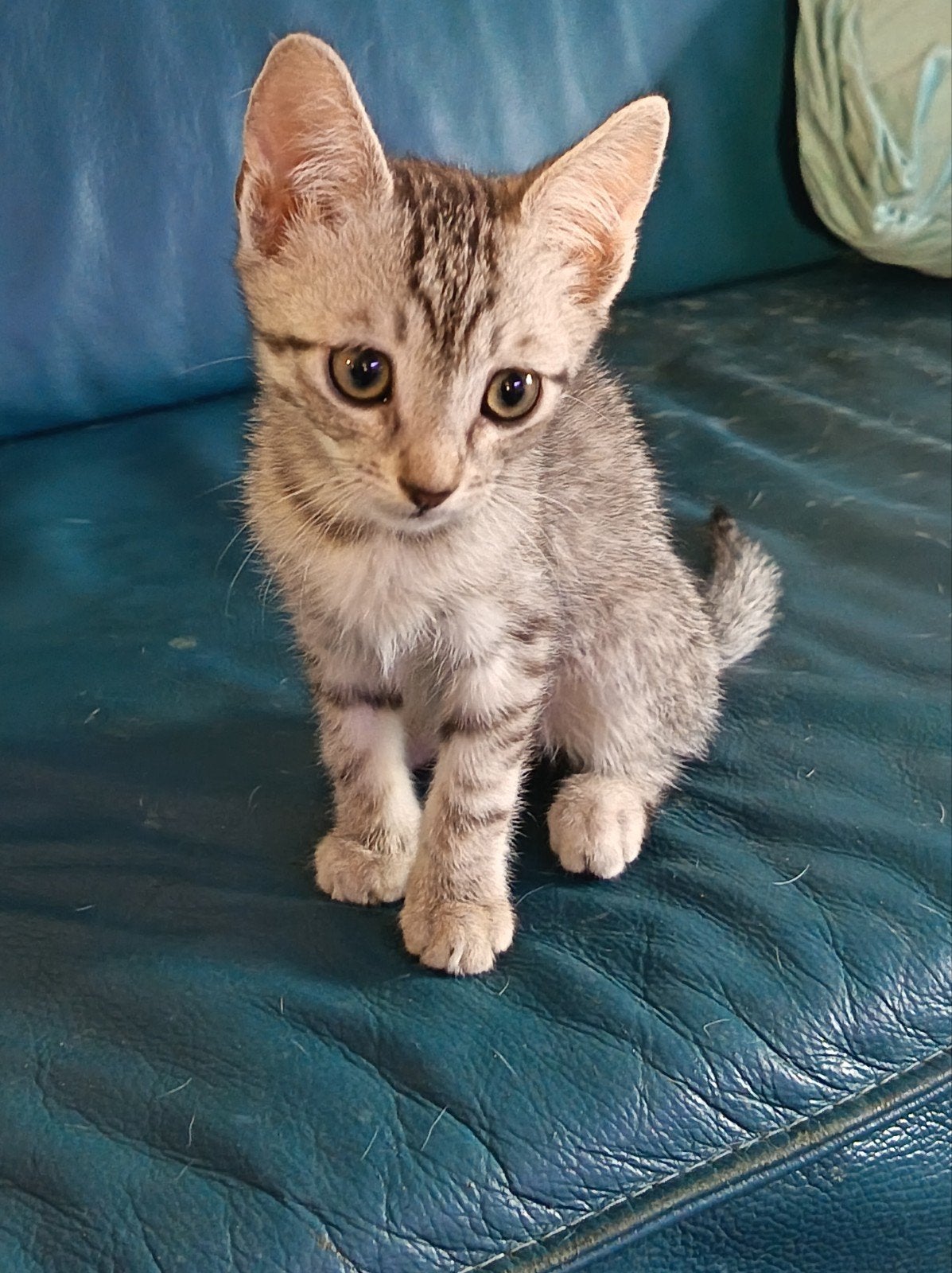 bengaal mix kitten, Kater, 0 tot 2 jaar
