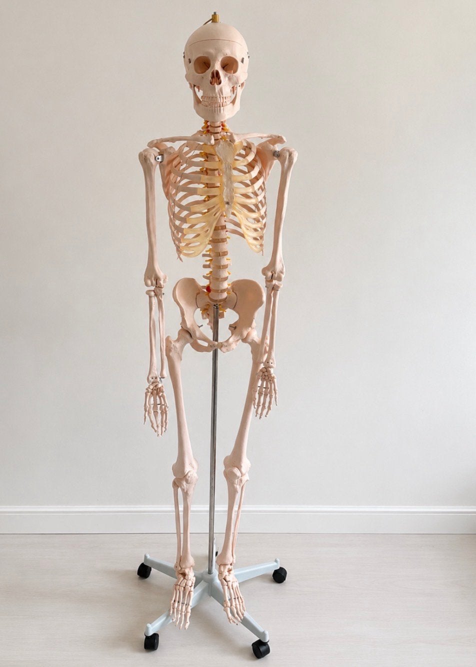 Anatomie skelet, Levensgroot model op wieltjes, 180 cm, Ophalen, Nieuw