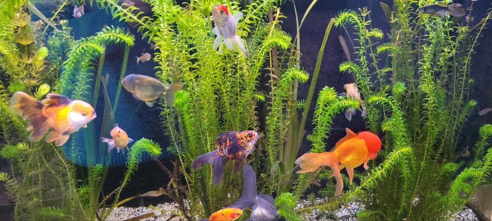 Prachtig mooi en compleet aquarium, Dieren en Toebehoren, Ophalen, Gevuld zoetwateraquarium