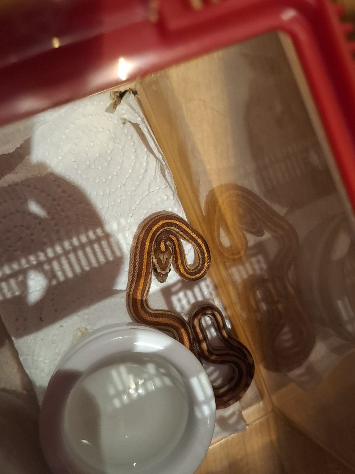 Korenslangen Corn Snake photo 4
