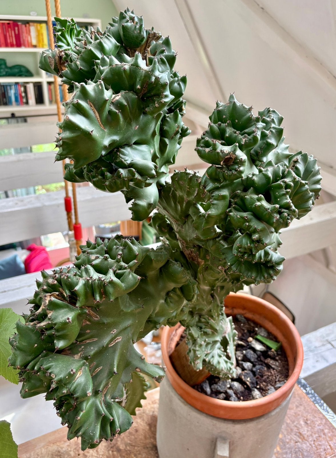 Grote Euphorbia lactea Cristata, Groene kamerplant, Ophalen, Volle zon, Minder dan 100 cm