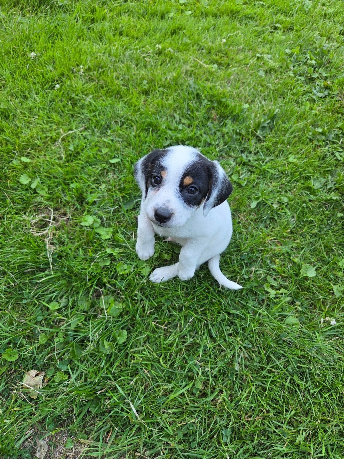 1 MOOIE BOERENFOX PUP, Dieren en Toebehoren, Reu, 8 tot 15 weken, Parvo, Meerdere