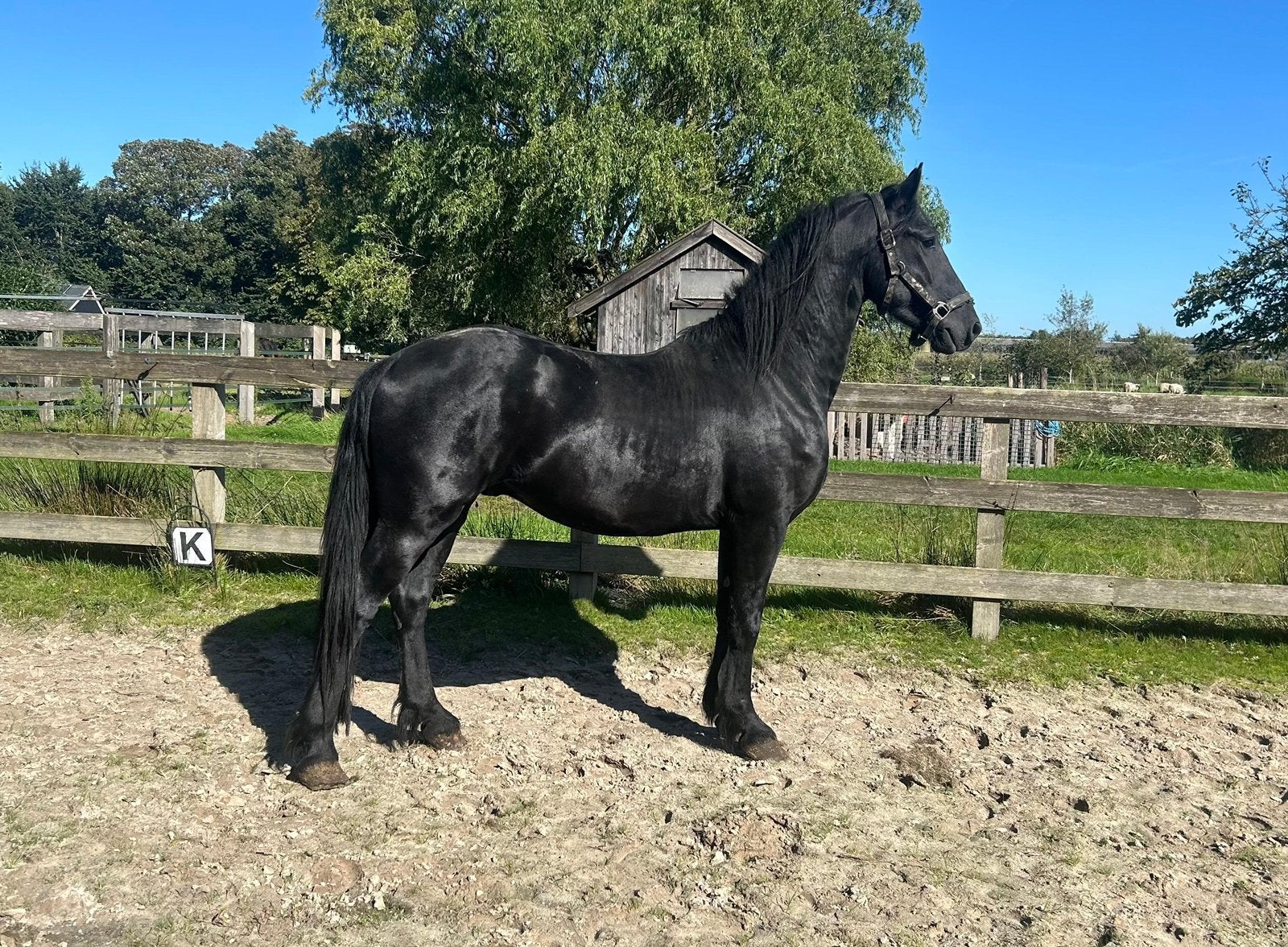 3 jarige Friese hengst, Dieren en Toebehoren, Hengst, 3 tot 6 jaar