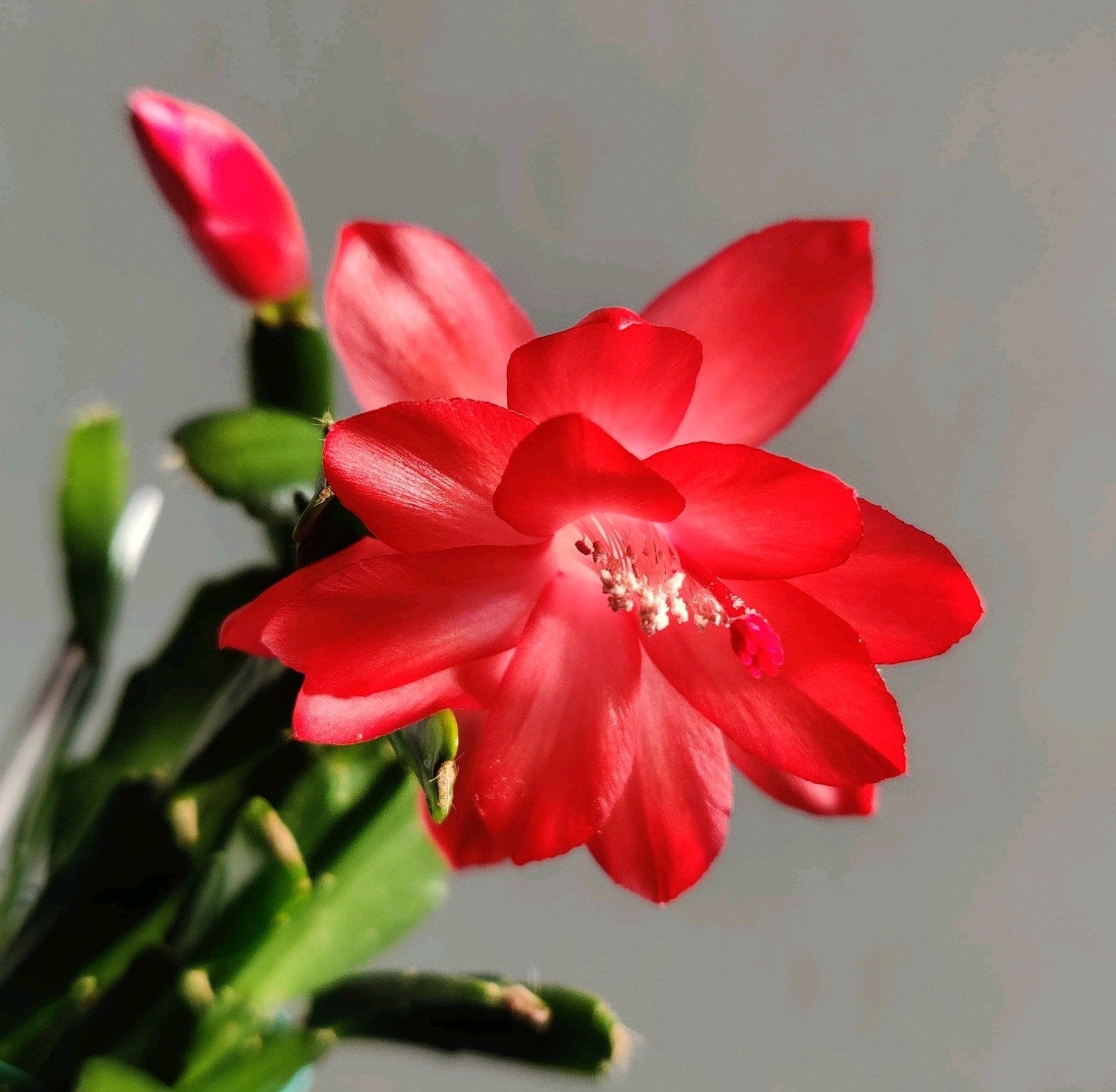 Schlumbergera buckleyi 'George Gardner' stek ongeworteld, Verzenden, Halfschaduw, Minder dan 100 cm