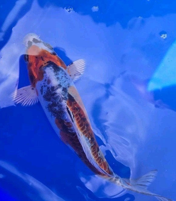 doitsu kujaku, Dieren en Toebehoren, Vissen | Vijvervissen, Karper of Koi