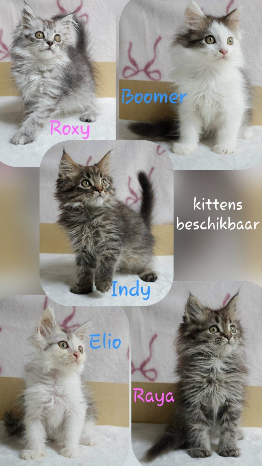 🐾 Lieve Maine Coon kittens Beschikbaar., Dieren en Toebehoren, Meerdere dieren, Ontwormd, 0 tot 2 jaar