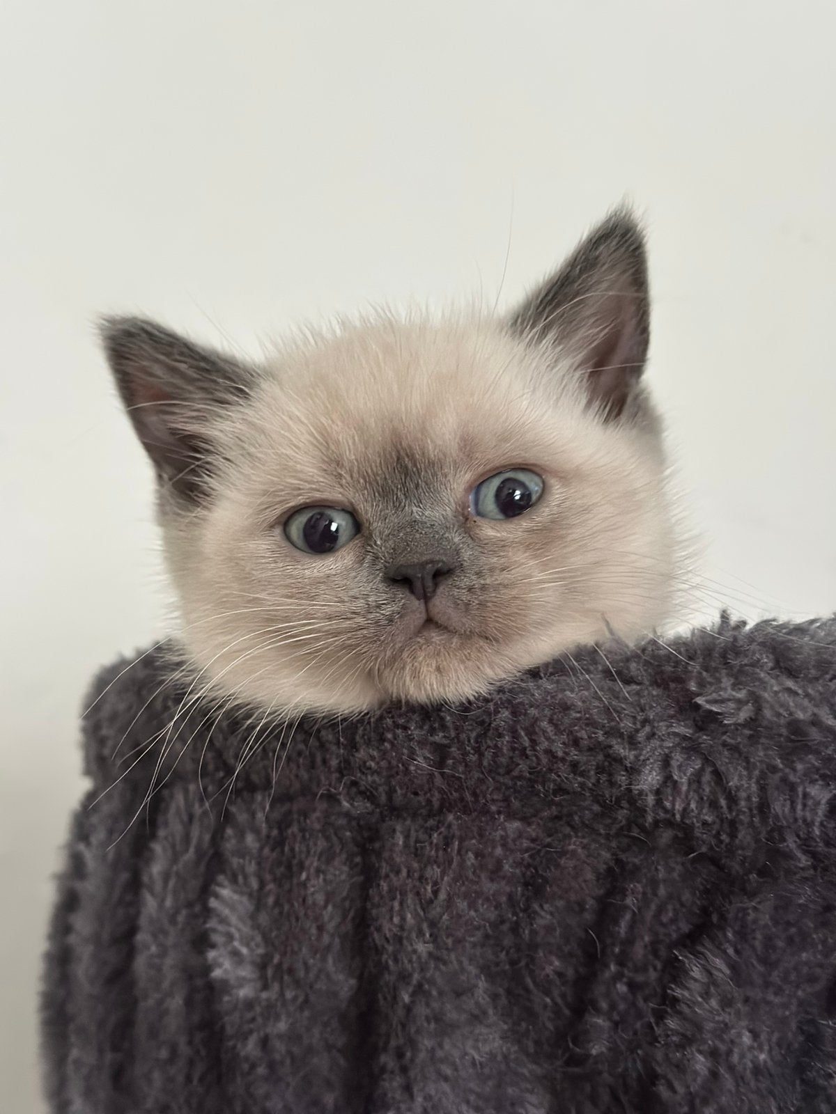 Britse korthaar kitten, 1 poesje, Dieren en Toebehoren, Meerdere dieren, Kortharig, 0 tot 2 jaar