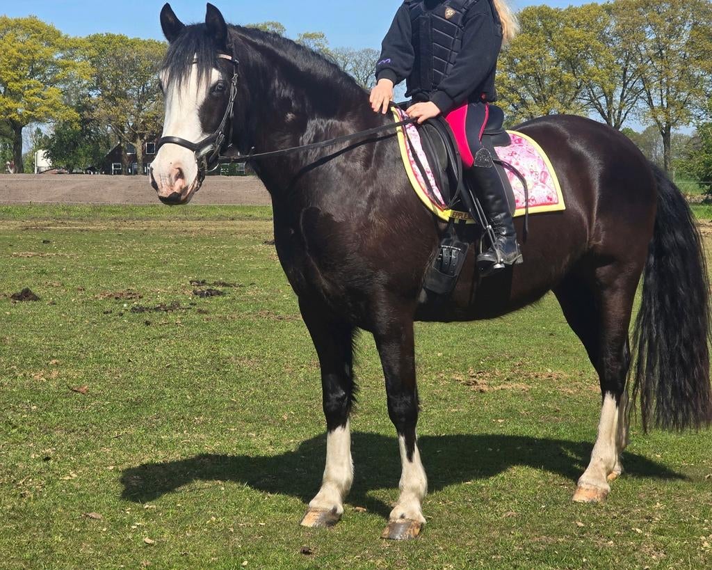 fjordenmerrie en welsh cob merrie betuigd en gereden, 3 tot 6 jaar, Meerdere dieren, Recreatiepony, D pony (1.37m tot 1.48m)