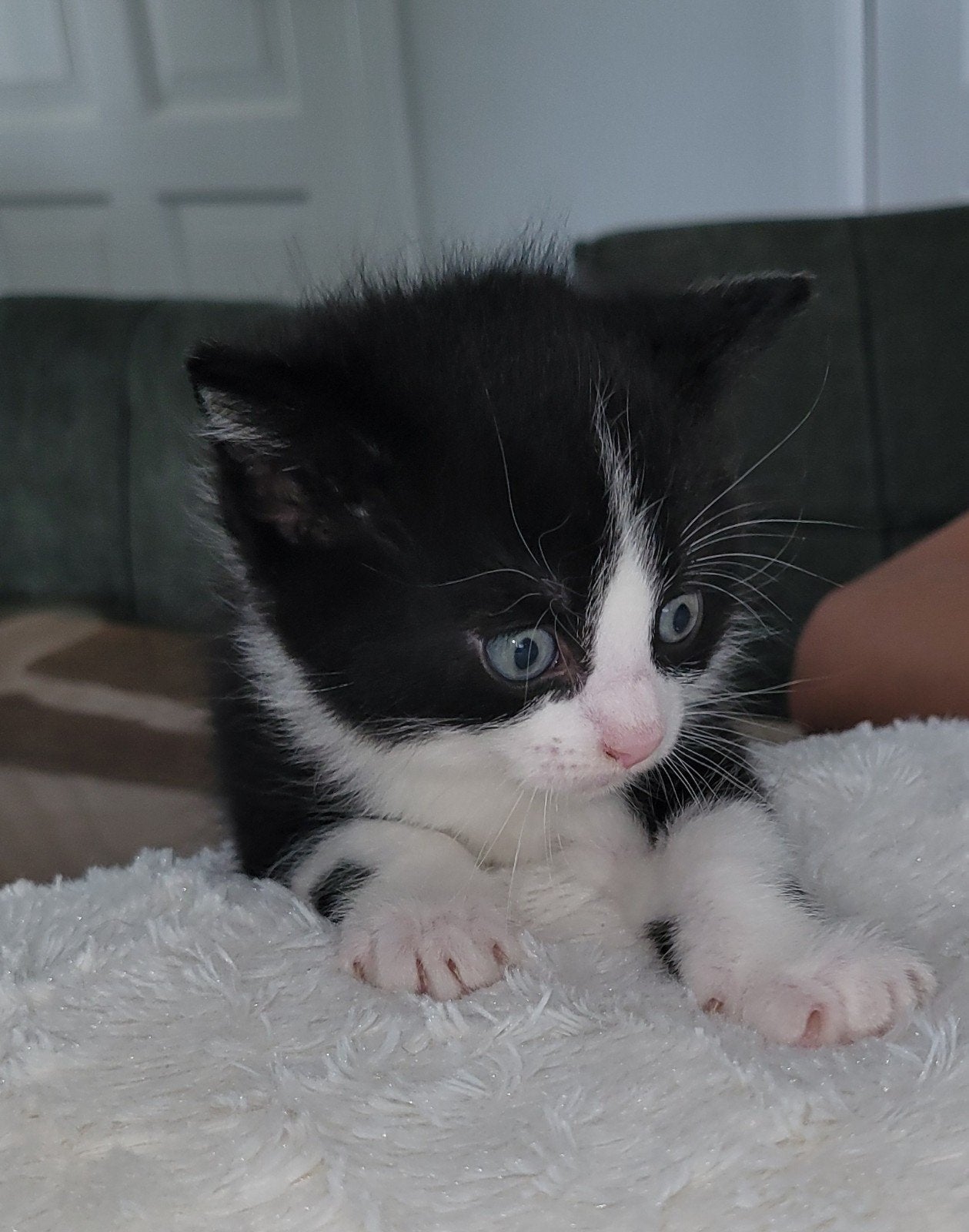 Nog 2 hele lieve kittens, Dieren en Toebehoren, Katten en Kittens | Raskatten | Korthaar, Meerdere dieren, Ontwormd
